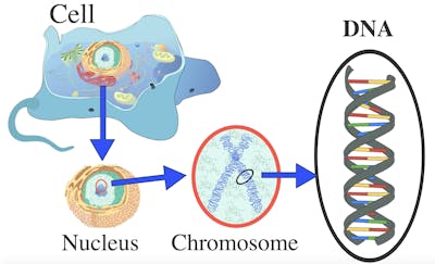 DNA in Eukaryotic Cell DNA, genes and chromosomes diagram