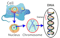 DNA, genes and chromosomes diagram