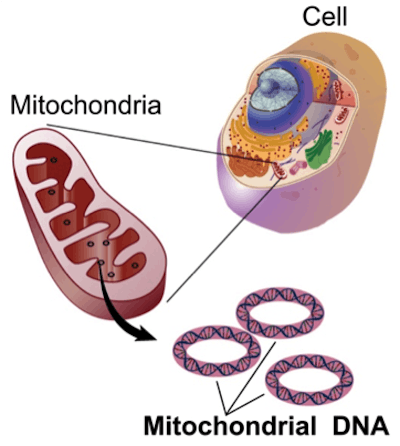 Diagram showing mitochondria and mtDNA in a cell illustration of mtDNA