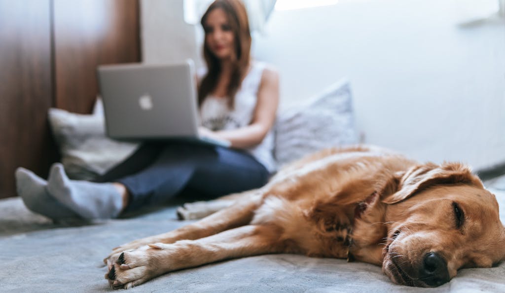 Online Vet Visits