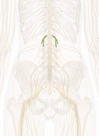1st Lumbar Nerve