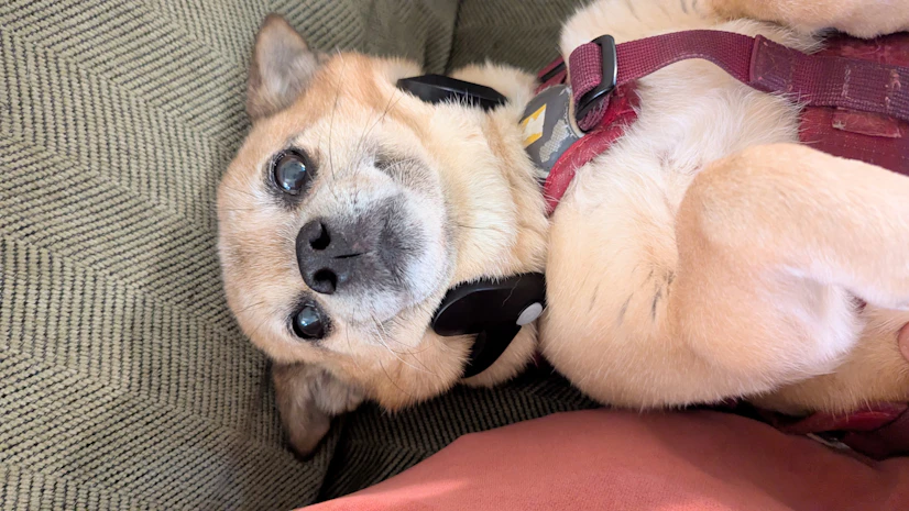 Daisy, the delightful dog, looking content in a Pulsetto FIT