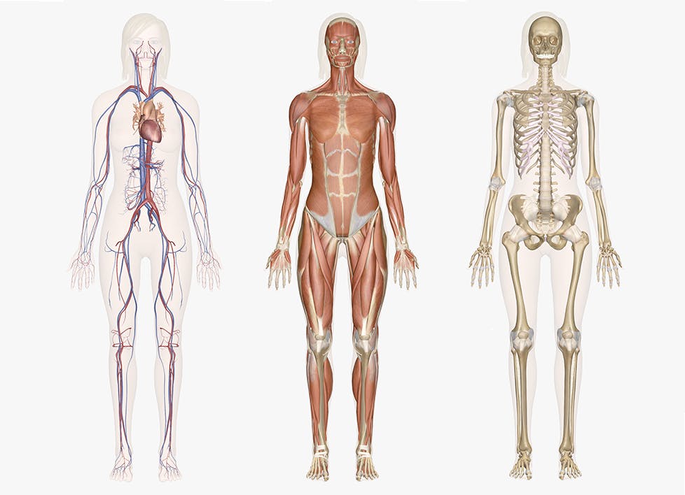 Diagram Of Muscles In The Body : Free Anatomy Quiz The Muscular System