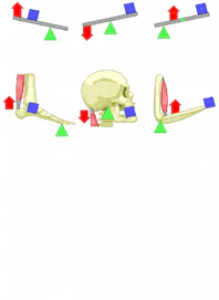 3rd Class Lever