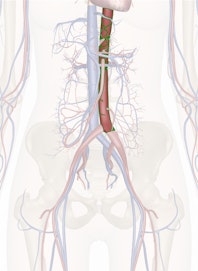 Abdominal Aorta