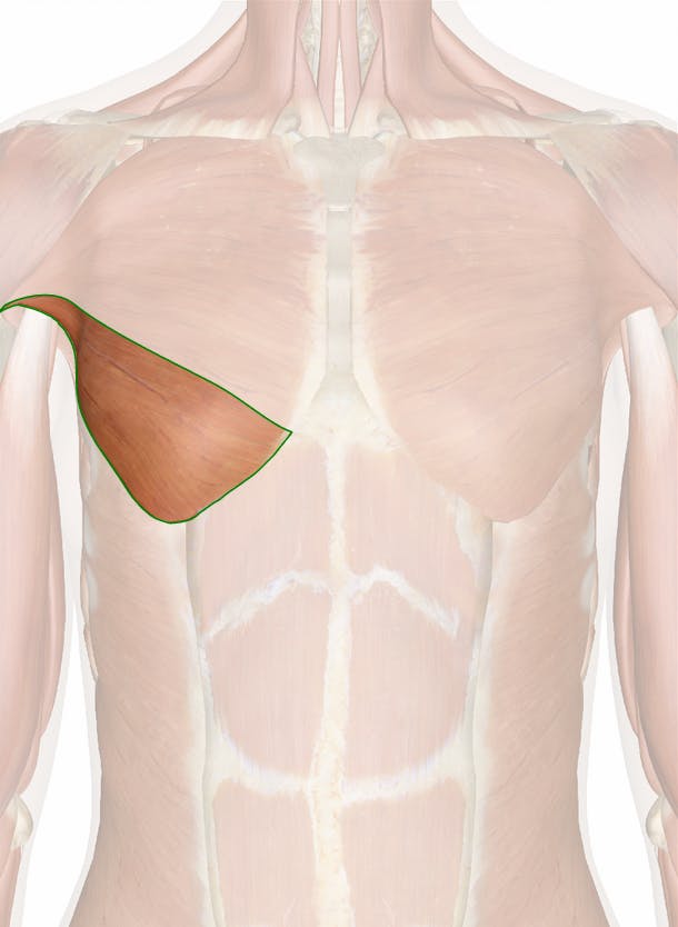 Chest Muscles Background, Male Anatomy, Picture Of Pectoral Muscle