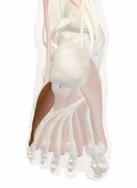 Abductor Digiti Minimi Muscle of Foot