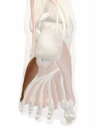 Abductor Digiti Minimi Muscle of Foot