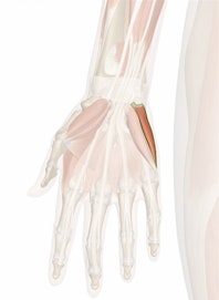 Abductor Digiti Minimi Muscle of Hand