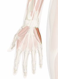 Abductor Digiti Minimi Muscle of Hand