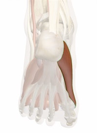 Abductor Hallucis Muscle