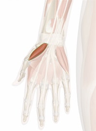 Abductor Pollicis Brevis Muscle