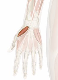 Abductor Pollicis Brevis Muscle