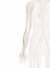 Accessory Cephalic Vein