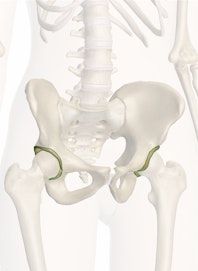 Acetabulum