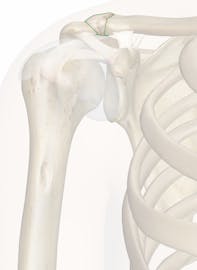 The Acromioclavicular Ligament