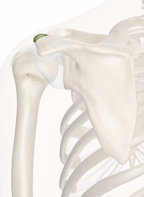 Acromion of Scapula - Anatomy Pictures and Information