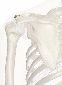 The Acromion of the Scapula