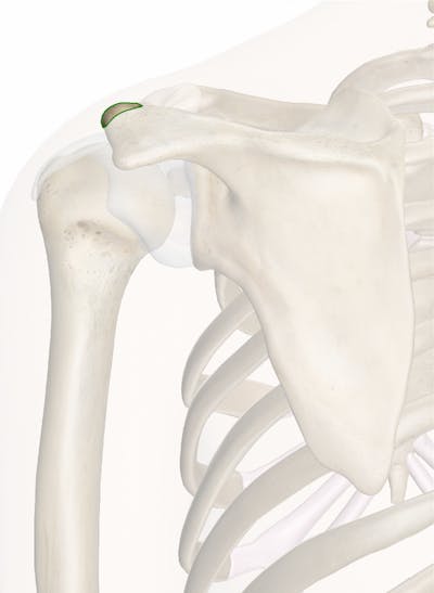 which of the following bones has an acromion process
