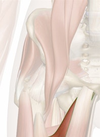 Adductor Brevis Muscle