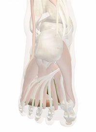 Adductor Hallucis Muscle