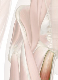 The Adductor Longus Muscle