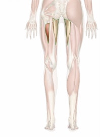 Adductor Magnus Muscle