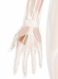 Adductor Pollicis Muscle