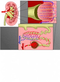 Afferent Arteriole