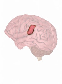 Angular Gyrus