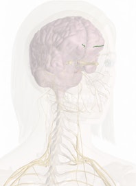 Anterior Ethmoidal Nerve