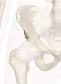 Anterior Inferior Iliac Spine