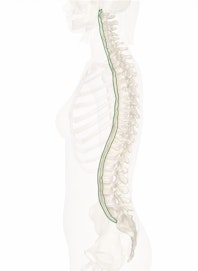 The Anterior Longitudinal Ligament
