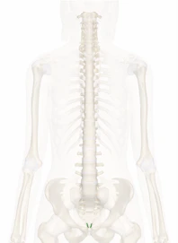 Anterior Sacrococcygeal Ligament