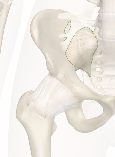 The Anterior Sacroiliac Ligament: Anatomy and 3D Model