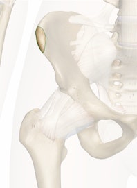 Anterior Superior Iliac Spine