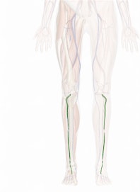 Anterior Tibial Artery