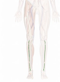 Anterior Tibial Vein