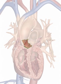 The Aortic Valve