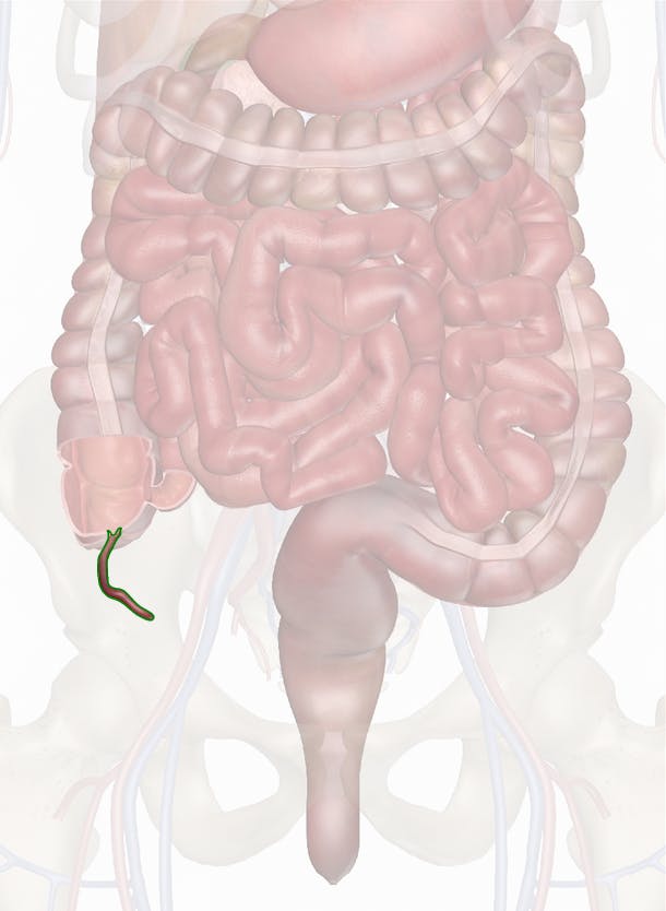 appendix diagram of human body