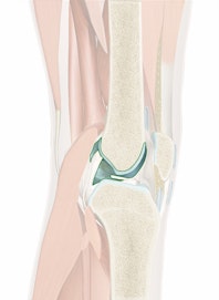 Articular Cartilage (Femur)