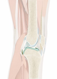 Articular Cartilage (Tibia)