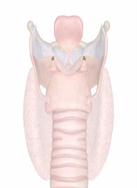 Arytenoid Cartilage