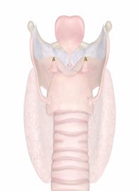 Arytenoid Cartilage