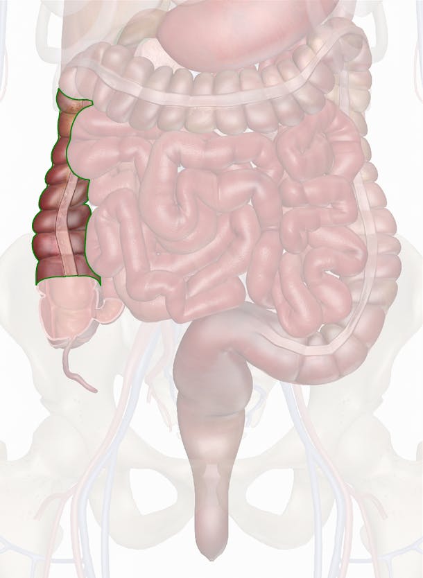 Ascending Colon - Anatomy Pictures and Information