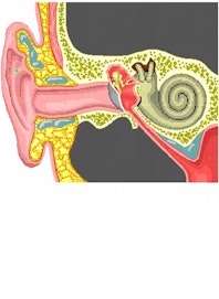 Auricle