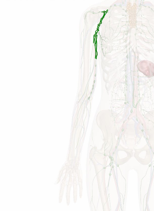 Axillary Nodes Anatomy Pictures And Information