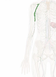 The Axillary Nodes
