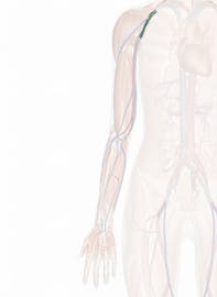 Axillary Vein