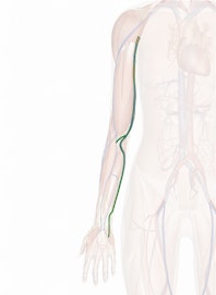 Basilic Vein